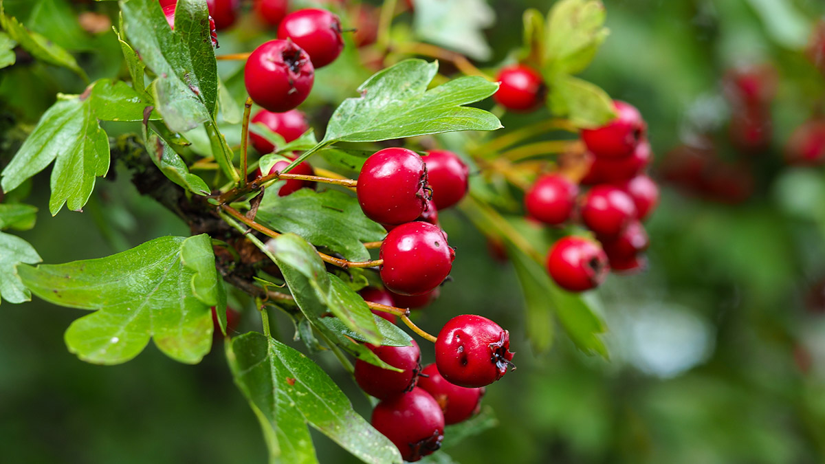 Red hawthorn Crataegus berries and green leaves in a hedgerow