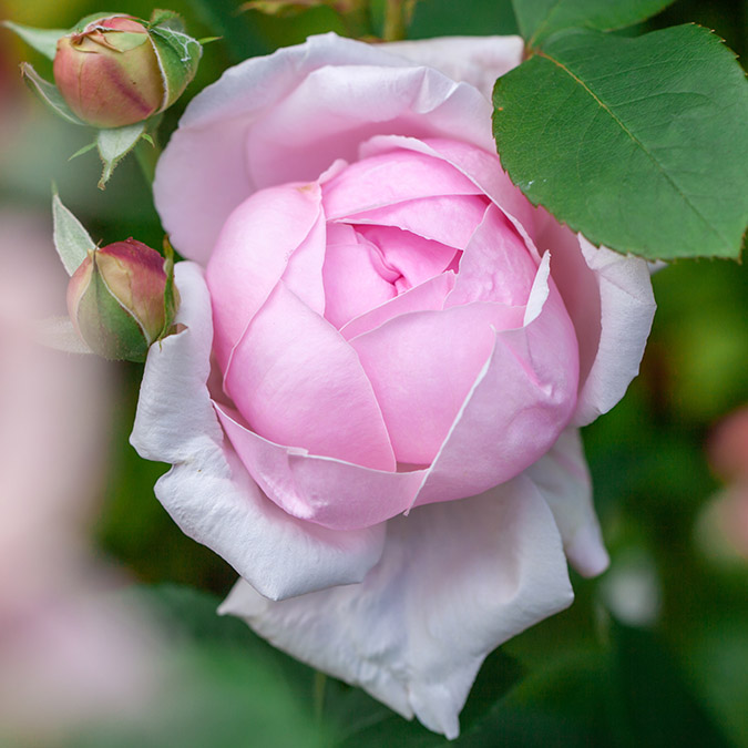 Hybrid tea rose