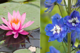 Celebrating the July Birth Flowers: The Larkspur & Water Lily